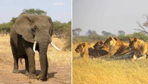 I den sydafrikanske nationalpark dræbte en elefant en krybskytte, og derefter åd